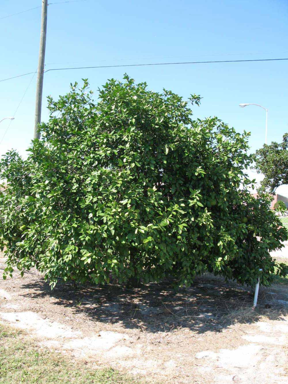            Habit (Winter Haven, FL)   